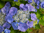 vignette Hydrangea macrophylla 'Blue Sky'