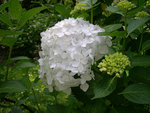 vignette Hydrangea macrophylla 'Bridal Bouquet'
