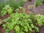 vignette Hydrangea quercifolia 'Alice'
