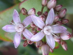 vignette Crassula arborescens