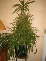 vignette Chlorophytum comosum et Dracaena variegata