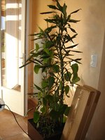 vignette Dracaena et Philodendron