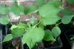 vignette Gossypium herbaceum : jeunes plantes