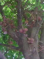 vignette Couroupita guianensis ( arbre  boulet de canon )