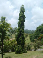 vignette Polyalthia longifolia pendula ( arbre mat )