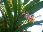 vignette Alpinia zerumbt