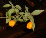 vignette capsicum pubescens Rocoto Yellow