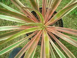 vignette Yucca aloifolia 'Marginata' ou 'Variegata'