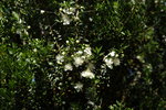 vignette Myrtus communis ssp tarentina