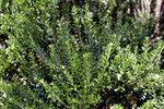 vignette Myrtus communis ssp tarentina