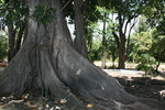 vignette Ficus macrophylla, racines laocoontiques