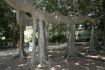 vignette Ficus magnolioides 1