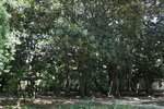 vignette Ficus magnolioides 7, vue gnrale