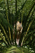 vignette cycas circinalis, inflorescence