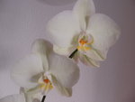vignette phalaenopsis