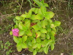 vignette Hydrangea macrophylla 'Ami Pasquier'