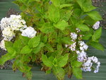 vignette Hydrangea macrophylla 'Ardtornish'