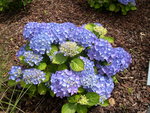 vignette Hydrangea macrophylla 'Blau Haller'