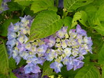 vignette Hydrangea macrophylla 'Blauer Zwerg'