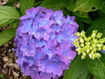 vignette Hydrangea macrophylla 'Blauer Zwerg'