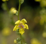 vignette Verbascum sinuatum (fleur)