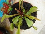 vignette Dionaea