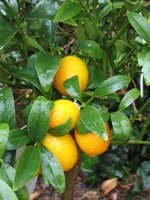 vignette les fruits du kumquat