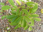 vignette holboellia coriacea