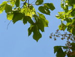 vignette firmiana simplex  sterculier  arbre parasol de chine