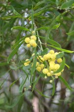 vignette Acacia retinodes