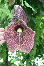 vignette Aristolochia gigantea