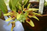 vignette Bulbophyllum robustum