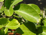 vignette poncirus trifoliata