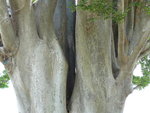 vignette zelkova carpinifolia