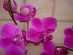 vignette Phalaenopsis rose