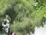 vignette Casuarina equisetifolia, filao