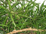 vignette Asparagus falcatus = Protasparagus falcatus