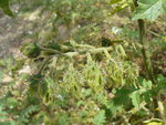vignette solanum  sisymbrifolium