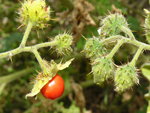 vignette solanum sisymbrifolium