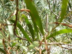 vignette acacia longifolia