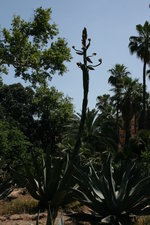 vignette agave atrovirens, floraison