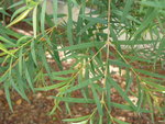 vignette melaleuca linariifolia
