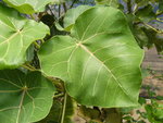 vignette ficus abutilifolia
