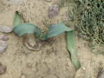 vignette welwitschia mirabilis