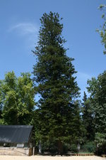 vignette Araucaria excelsa