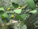 vignette Opuntia, fleurs
