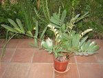 vignette Zamia furfuracea