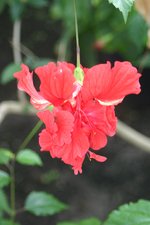 vignette Hibiscus 'Bloody Mary'