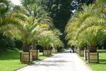 vignette Phoenix canariensis