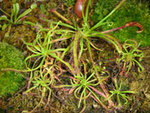vignette Drosera capensis, plante carnivore